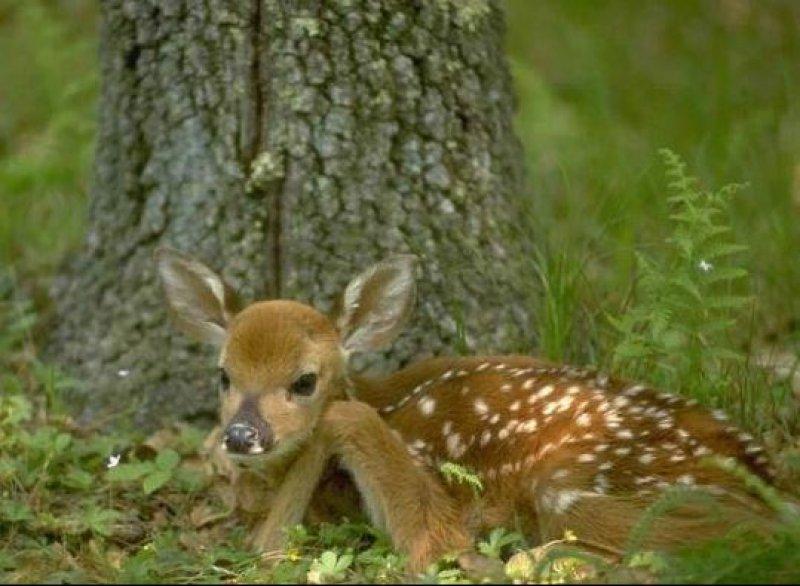 Vampir geyik 67 yıl sonra ortaya çıktı