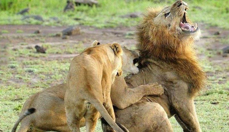 Yabancı aslan dişi aslanların saldırısına uğradı 