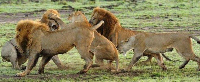 Yabancı aslan dişi aslanların saldırısına uğradı 