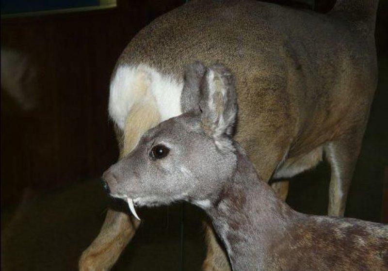 Vampir geyik 67 yıl sonra ortaya çıktı