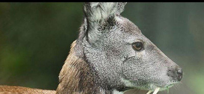 Vampir geyik 67 yıl sonra ortaya çıktı