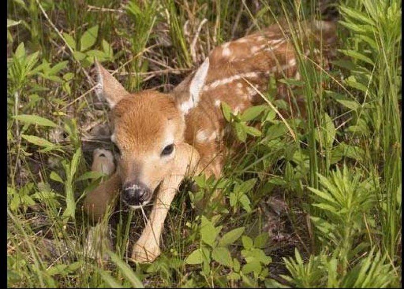 Vampir geyik 67 yıl sonra ortaya çıktı