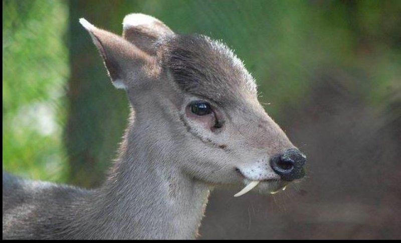 Vampir geyik 67 yıl sonra ortaya çıktı