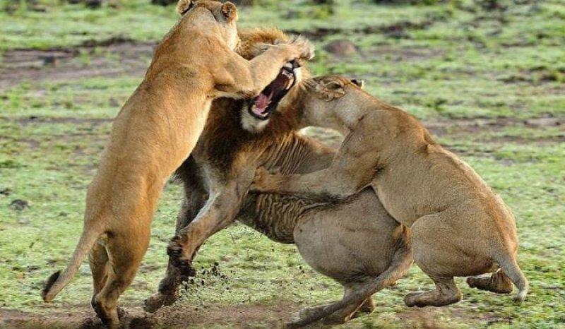 Yabancı aslan dişi aslanların saldırısına uğradı 