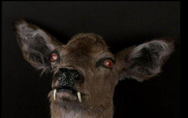 Vampir geyik 67 yıl sonra ortaya çıktı