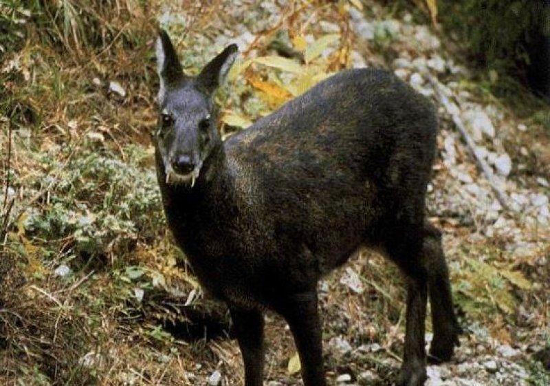 Vampir geyik 67 yıl sonra ortaya çıktı