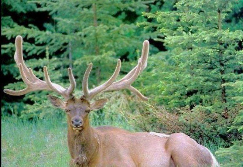 Vampir geyik 67 yıl sonra ortaya çıktı