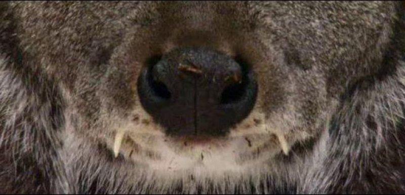 Vampir geyik 67 yıl sonra ortaya çıktı