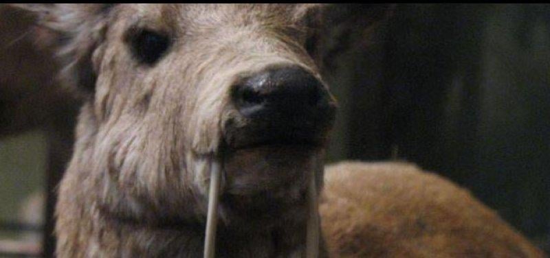 Vampir geyik 67 yıl sonra ortaya çıktı