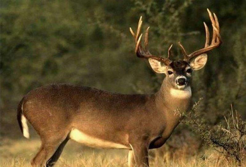 Vampir geyik 67 yıl sonra ortaya çıktı