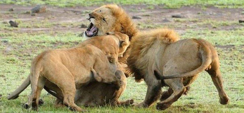 Yabancı aslan dişi aslanların saldırısına uğradı 
