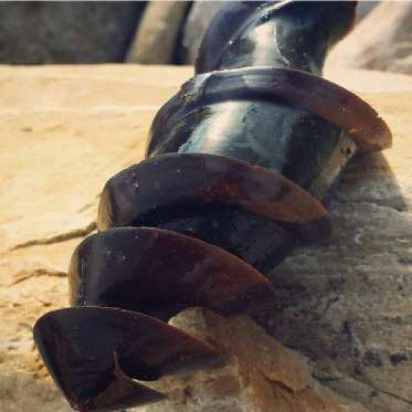 Dünyanın en garip yumurtası 