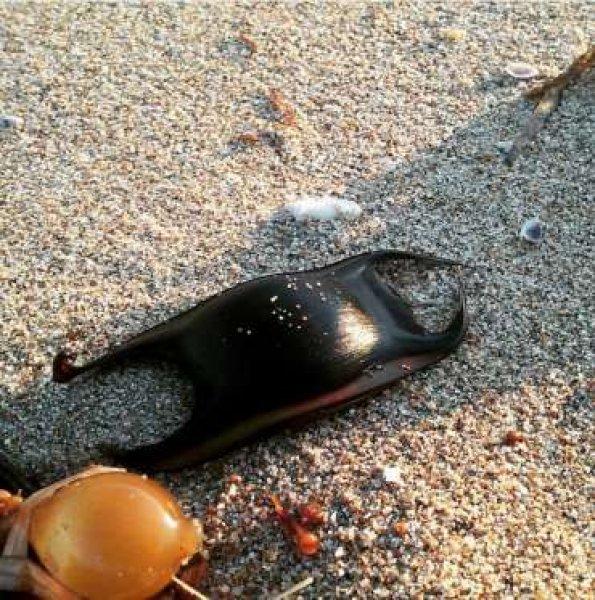 Dünyanın en garip yumurtası 