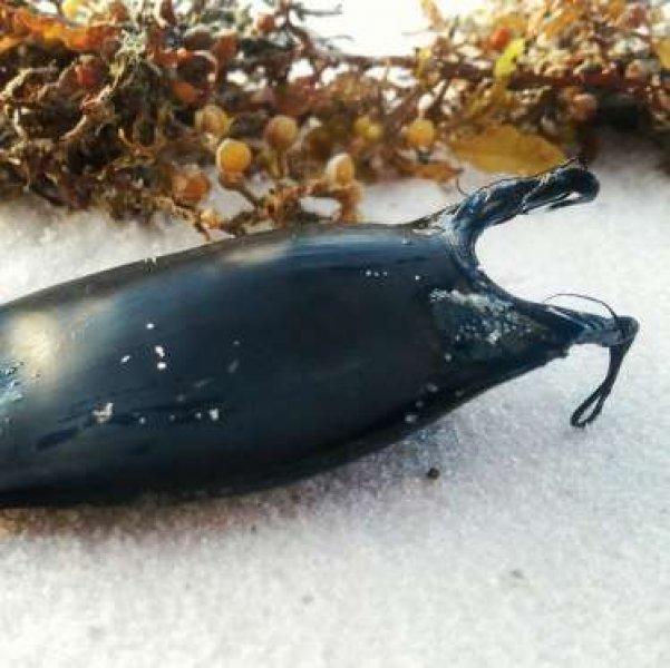 Dünyanın en garip yumurtası 