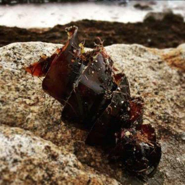 Dünyanın en garip yumurtası 