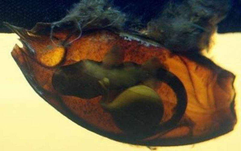 Dünyanın en garip yumurtası 