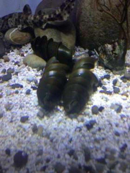 Dünyanın en garip yumurtası 