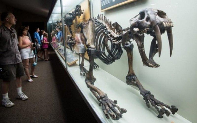 DNA teknolojisiyle tekrar hayata döndürülmek istenen hayvanlar 