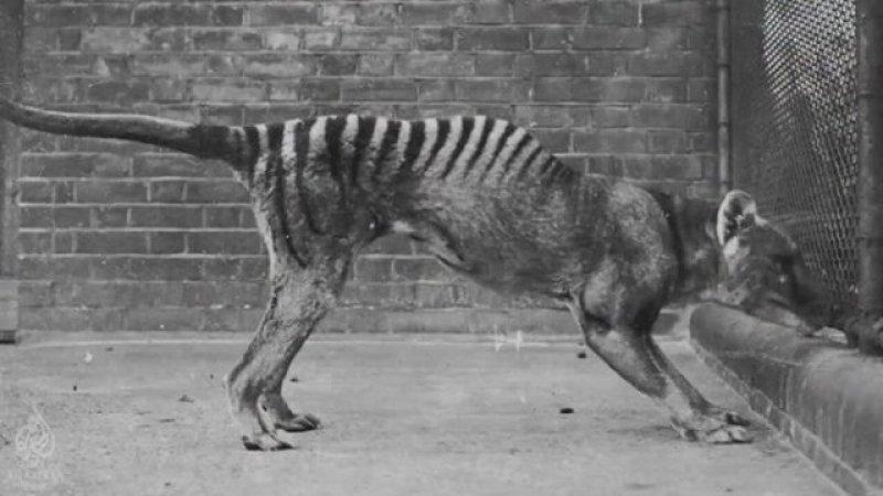 DNA teknolojisiyle tekrar hayata döndürülmek istenen hayvanlar 