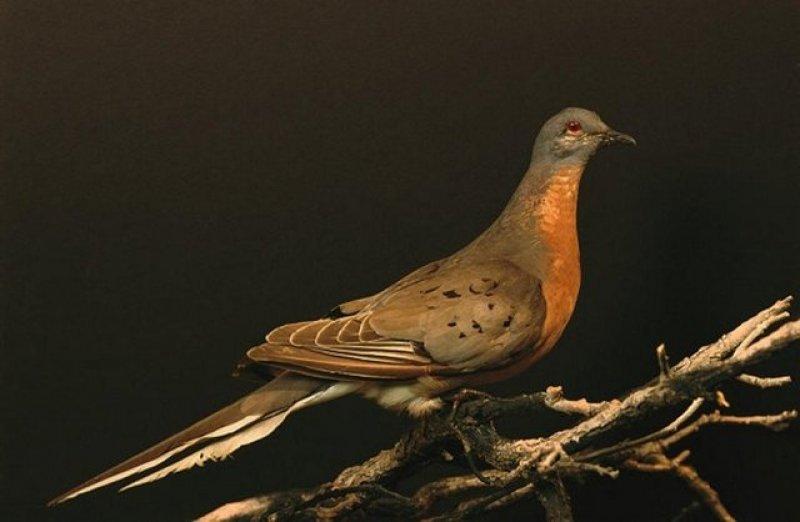 DNA teknolojisiyle tekrar hayata döndürülmek istenen hayvanlar 