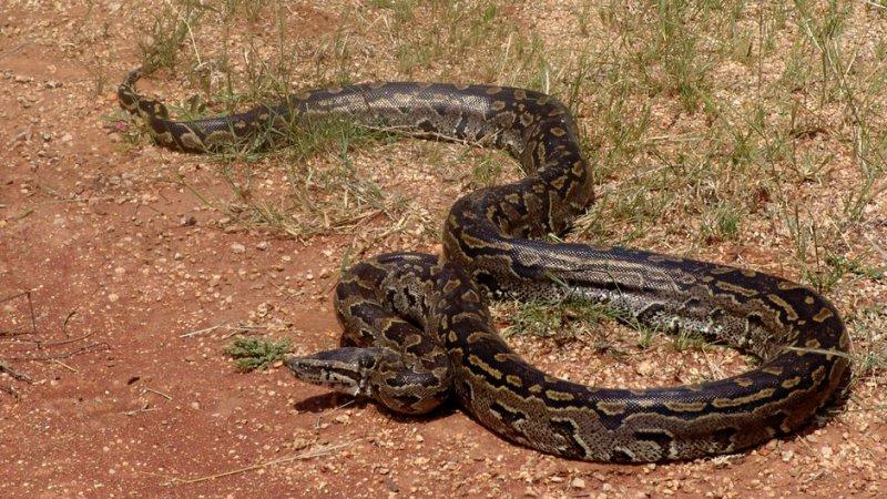 Yılanların karaliçesi: Anakondalar