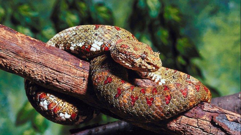 Yılanların karaliçesi: Anakondalar