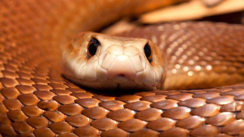 Yılanların karaliçesi: Anakondalar