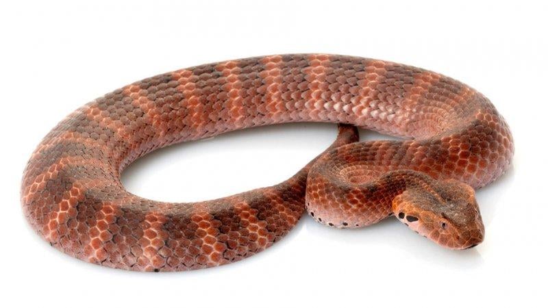 Yılanların karaliçesi: Anakondalar