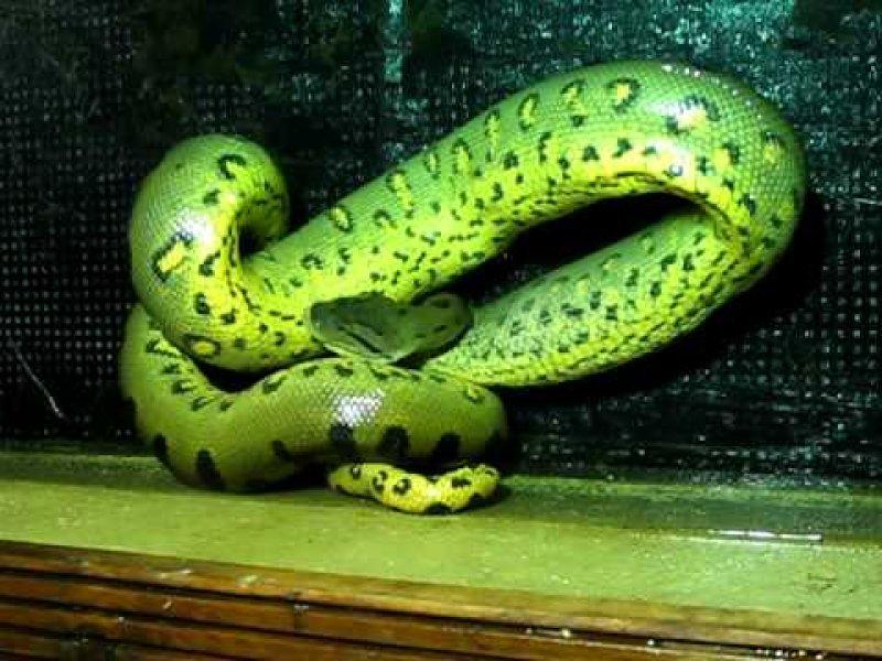 Yılanların karaliçesi: Anakondalar