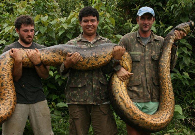 Yılanların karaliçesi: Anakondalar