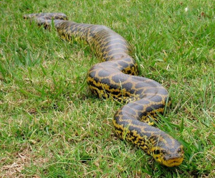 Yılanların karaliçesi: Anakondalar