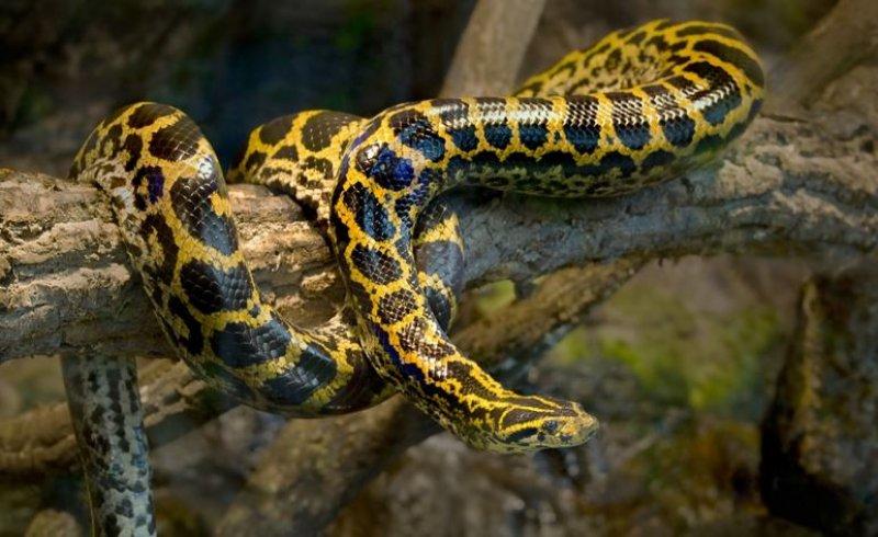 Yılanların karaliçesi: Anakondalar