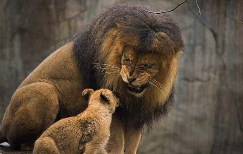 Vahşi doğanın en güçlü hayvanları 