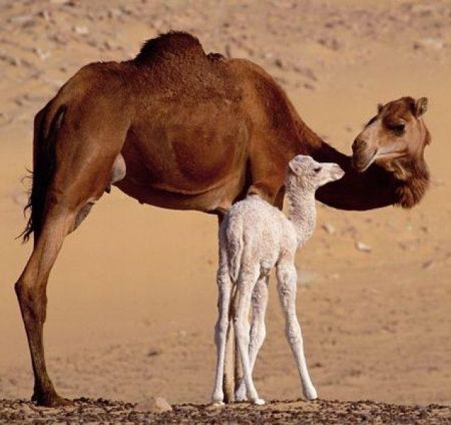 Vahşi doğanın en güçlü hayvanları 