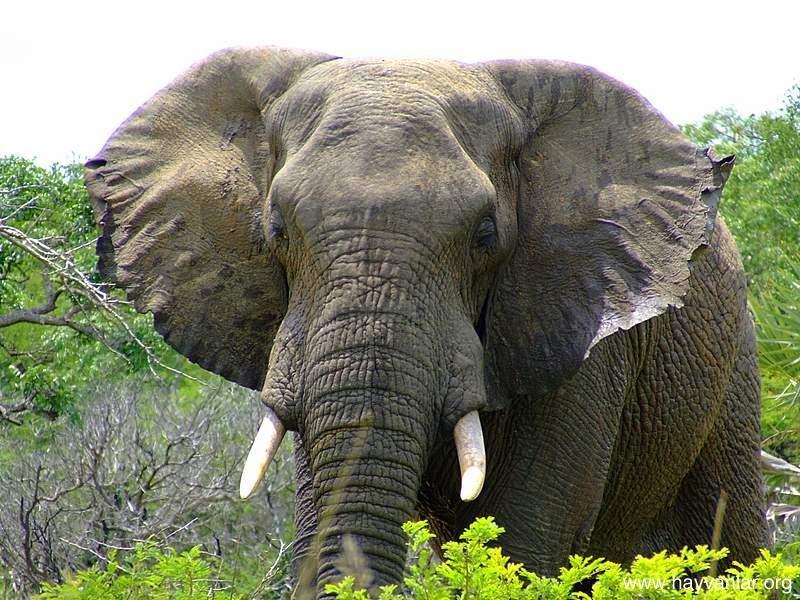 Vahşi doğanın en güçlü hayvanları 