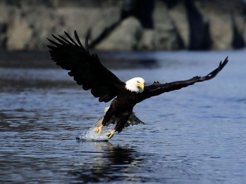Vahşi doğanın en güçlü hayvanları 