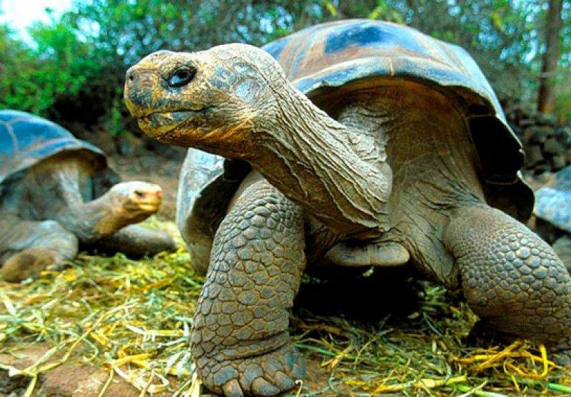 Vahşi doğanın en güçlü hayvanları 