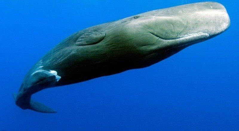 Vahşi doğanın en güçlü hayvanları 