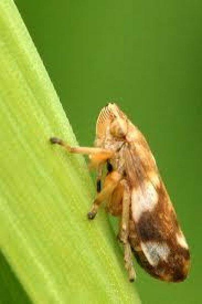 Vahşi doğanın en güçlü hayvanları 