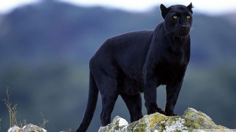 Vahşi doğanın en güçlü hayvanları 