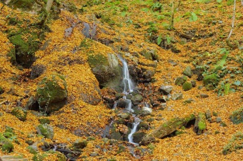 Saklı cennet Yedigöller'de sonbahar 