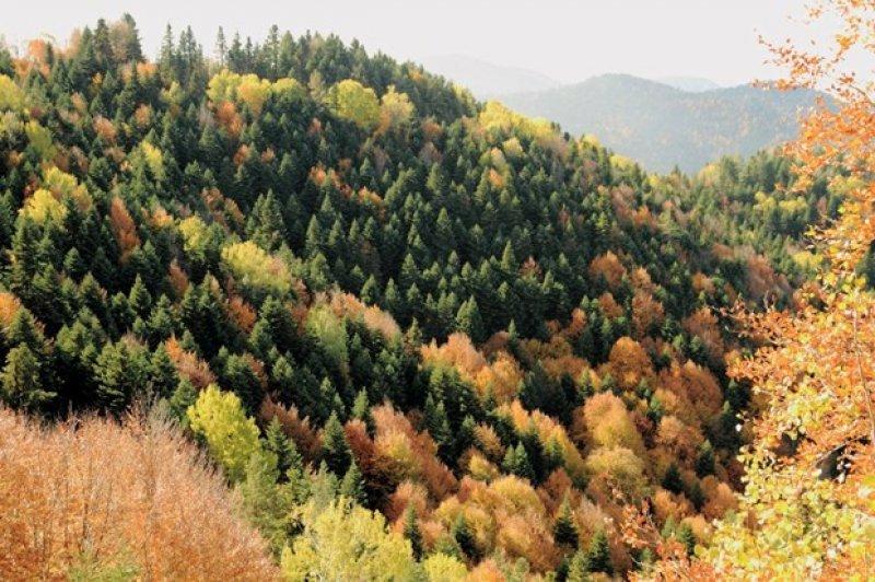Saklı cennet Yedigöller'de sonbahar 