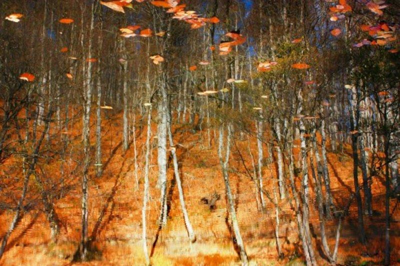 Saklı cennet Yedigöller'de sonbahar 