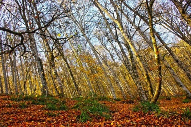 Saklı cennet Yedigöller'de sonbahar 