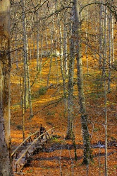 Saklı cennet Yedigöller'de sonbahar 