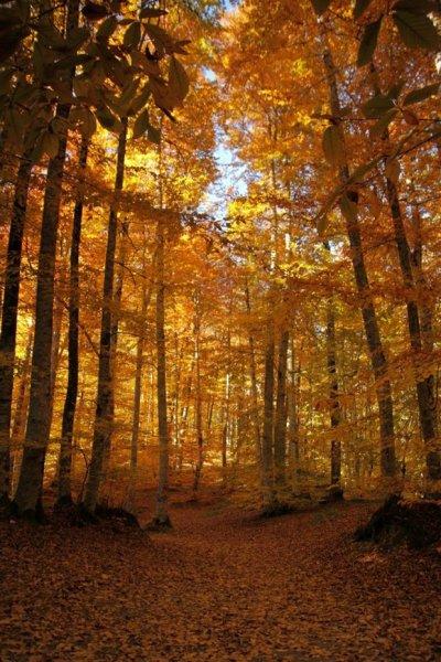 Saklı cennet Yedigöller'de sonbahar 