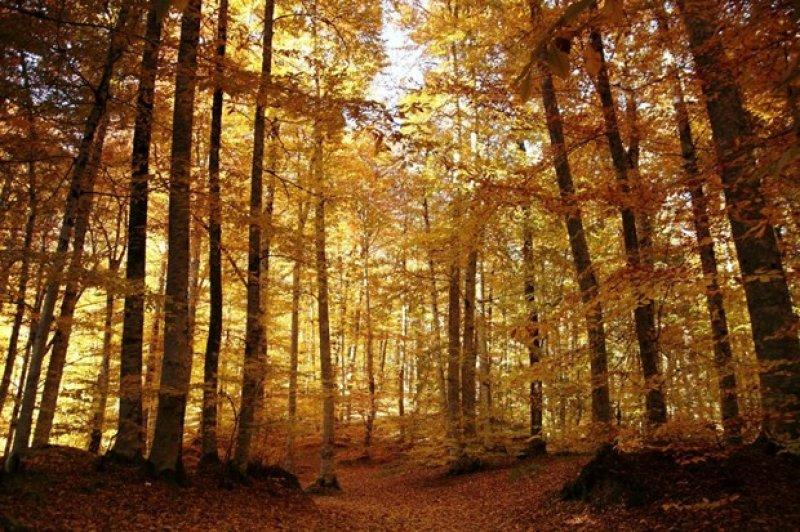 Saklı cennet Yedigöller'de sonbahar 