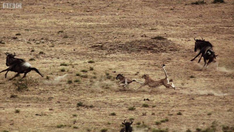 Çitanın öküz başlı antilop avı