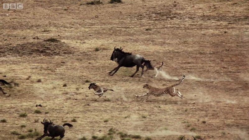 Çitanın öküz başlı antilop avı