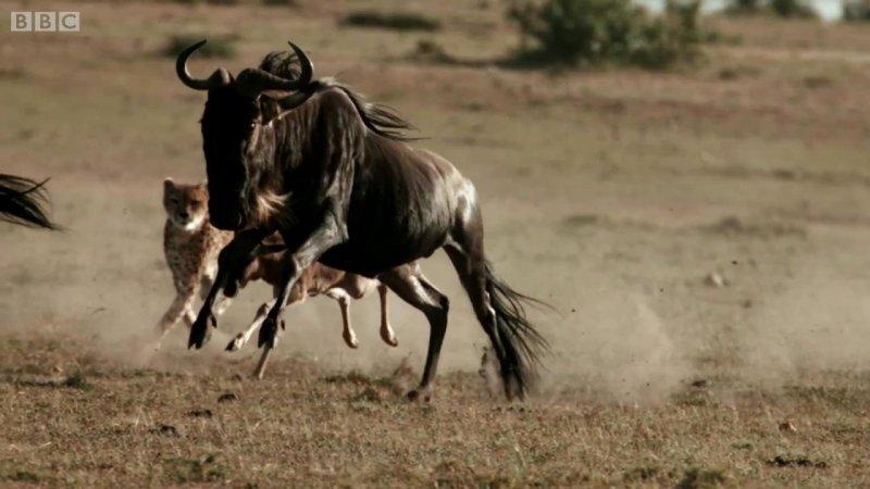 Çitanın öküz başlı antilop avı